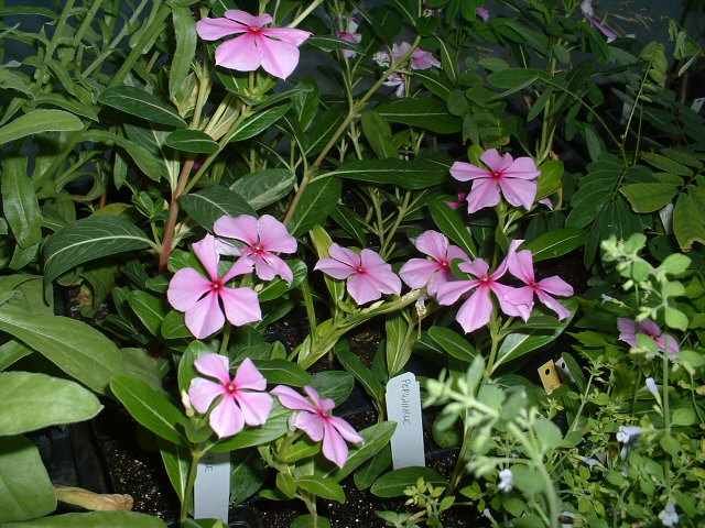 Catharanthus roseus